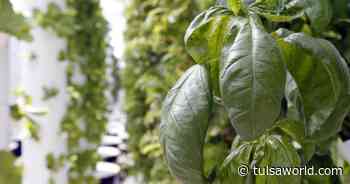 Master Gardener: Herbs are a great choice for any garden - Tulsa World