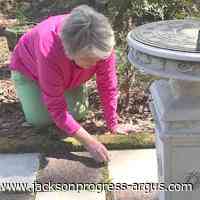 Meet the Gardener: Glenda Grant's Hickory Ridge yard part of Art of the Garden Tour May 21 - jacksonprogress-argus