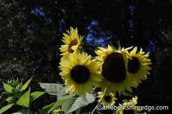 GARDENER'S CHECKLIST: Week of February 24, 2022 - theberkshireedge.com