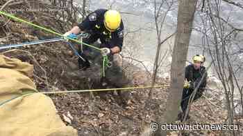 Ottawa fire crews rescue 'Medo,' 100-pound dog who fell down embankment - CTV News Ottawa