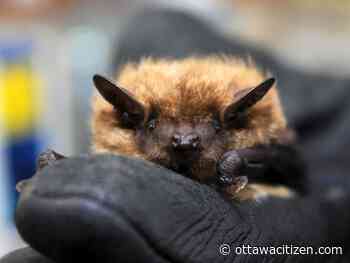 Nurse loses bid for compensation after bat attack at Civic hospital - Ottawa Citizen