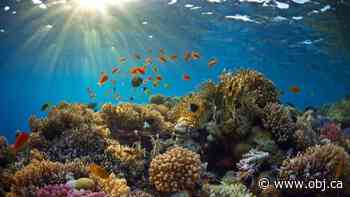 'Antacid for the ocean': Ottawa-born cleantech firm foresees lucrative future for carbon-capture system - Ottawa Business Journal