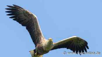 Apen Touristik lädt zu vogelkundlicher Wanderung ein - Nordwest-Zeitung