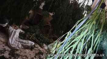 Burnley: 64 plants recovered from residential cannabis grow