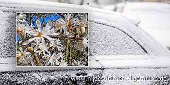 Schnee und Frost im Kreis Hildesheim angesagt: So schützen Sie Ihre Pflanzen - www.hildesheimer-allgemeine.de
