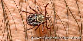FSME durch Zeckenstiche: So wandert das Risiko in Richtung Hildesheim - www.hildesheimer-allgemeine.de