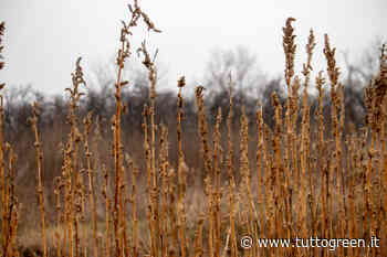 Tutto sulla zizzania, l’erba della discordia - Tuttogreen