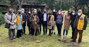 Catania: piantati nove alberi di melograno al parco Falcone - La Sicilia