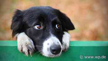 Haiger-Burbach: Herrenloser Hund auf A45-Rastplatz gefangen - WP News