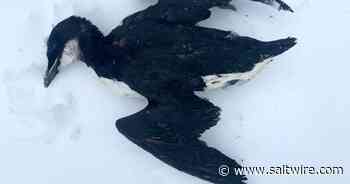 Multiple, mass turr deaths send scientists scrambling across Newfoundland and Labrador - Saltwire