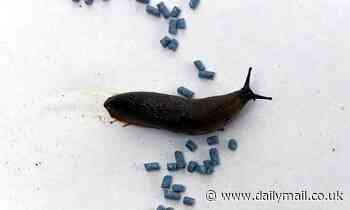 Slug pellets are outlawed from today... so gardeners are advised to kill them with BEER instead 
