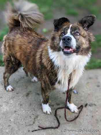 30 Adoptable Dogs and Cats from Cincinnati Animal CARE Who Need Homes - Cincinnati CityBeat