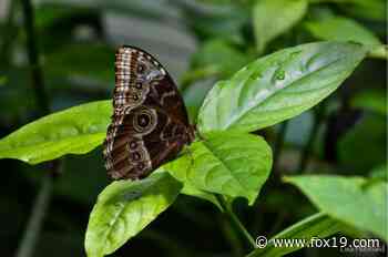 Hundreds of butterflies flying in Cincinnati Zoo - FOX19