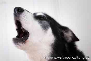 Bellender Hund lehrt sportlichen Einbrecher in Waltrop das Fürchten - Waltroper Zeitung