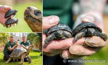 Two adorable Giant Galapagos tortoises are born at a British zoo for the first time