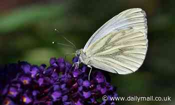 Longer and warmer autumns caused by climate change could spell bad news for butterflies