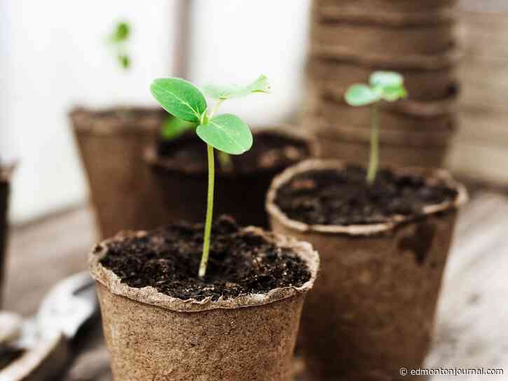 Growing Things: Seedlings need support before they're sent out into the real world