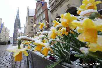 Münster von weißem Puder bedeckt