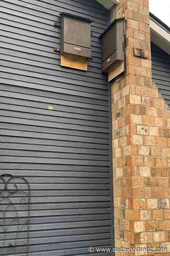 Time to get a little batty - Delta Optimist