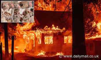 Baby monkeys conceived while mothers were exposed to wildfire smoke have problems with their MEMORY