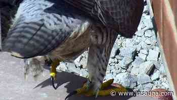 Hamilton's famous falcons are on the path to parenthood | inTheHammer - insauga.com