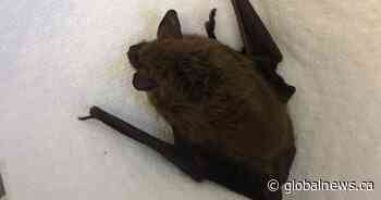 Hamilton public health says bat who bit resident tests positive for rabies - Global News