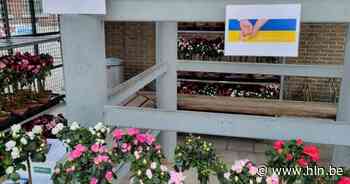 Azalea's voor Oekraïne | Merelbeke | hln.be - Het Laatste Nieuws