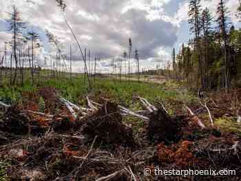 Amateur archaeologist says logging puts historical sites at risk