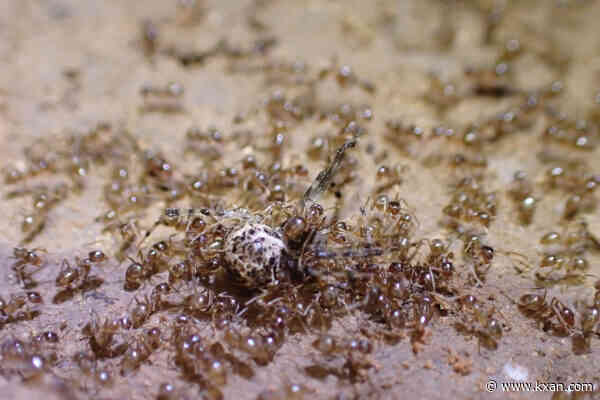 Epidemic in animal kingdom may mean end for invasive ant species, UT researchers say