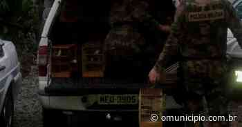 Aproximadamente 80 aves nativas são resgatadas de cativeiro em Brusque - O Município