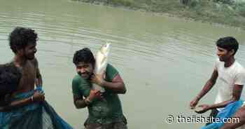 Wetlands prove their worth for extensive carp farming operations - The Fish Site