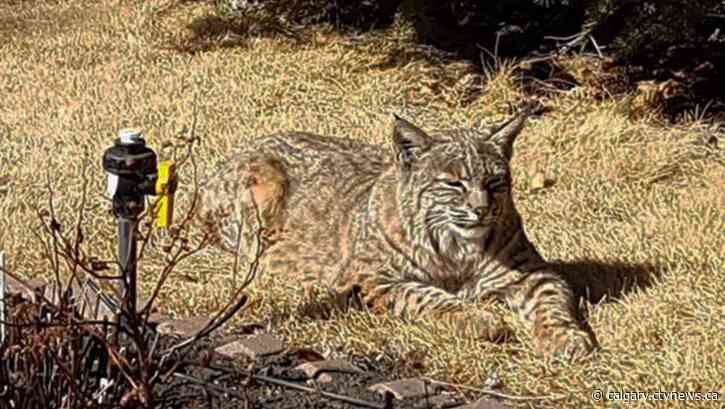 Chance of weekend thundershowers in Calgary