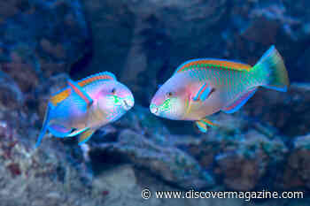 Yes, Fish Can Communicate Acoustically