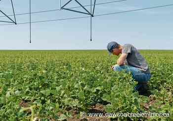 Province ending quarantine program for seasonal agricultural temporary foreign workers - Dawson Creek Mirror