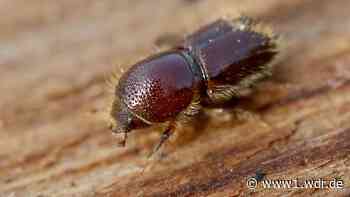 Kalte Tage bremsen Borkenkäfer im Raum Aachen aus - WDR Nachrichten