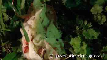 Maranello. Allerta per i cani «Bocconi avvelenati al Parco delle Città» - La Gazzetta di Modena