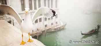 Venedig: Hotelgäste erhalten Wasserpistolen zur Abwehr von Möwen