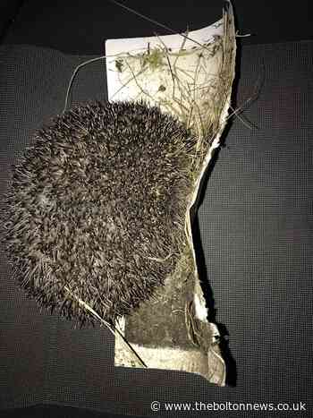 Hedgehog found stuck in glue trap in Bolton garden - The Bolton News