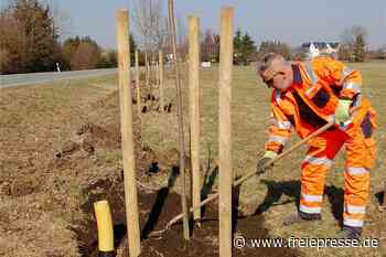 Linden und Ahorn säumen Straße bei Treuen - freiepresse.de