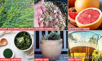 Best ways to control SLUGS in your garden as pellets are outlawed in the UK