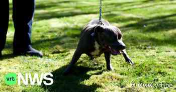 Twee honden vallen vrouw en hond zwaar aan in Schilde: wat kan je doen bij zo'n aanval? - VRT NWS