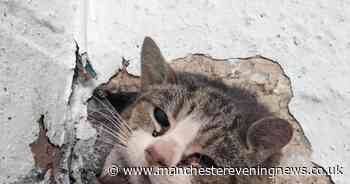 A cat who became wedged in wall at Oldham mill 'for days' is back from vets and 'on the up' - Manchester Evening News