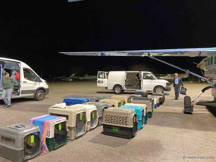 50 animals flown out of Texas in new Austin Pets Alive! partnership