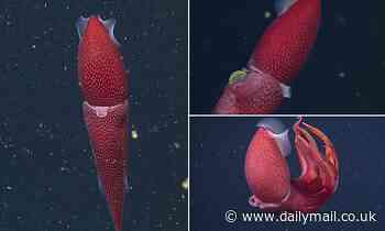 'Strawberry squid' is spotted in the 'twilight zone' off the coast of California 