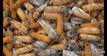 Kann man Futtermais essen? Das sollten Sie wissen - CHIP Praxistipps