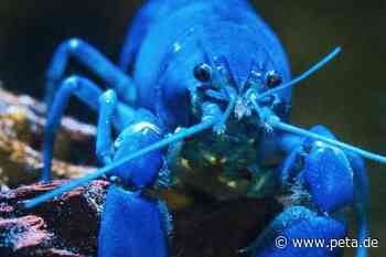 Hummer essen? 9 Gründe, kein Hummerfleisch zu kaufen - PETA Deutschland e.V.