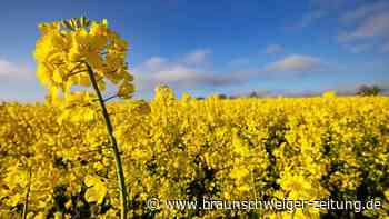 Lebensmittel-Preise: Hartz-IV-Empfänger brauchen jetzt Hilfe