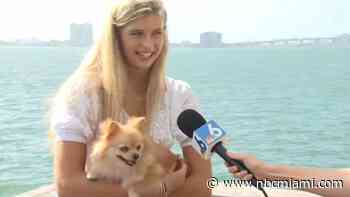 ‘She Is a Hero': Owner Credits Pooping Pet With Helping Nab Miami Robbery Suspect