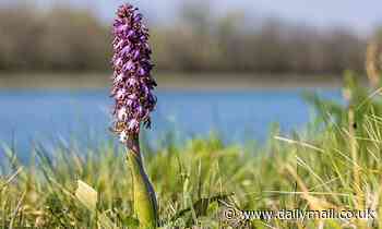 Giant orchids that can reach up to 3.2ft tall are discovered growing wild in Oxfordshire