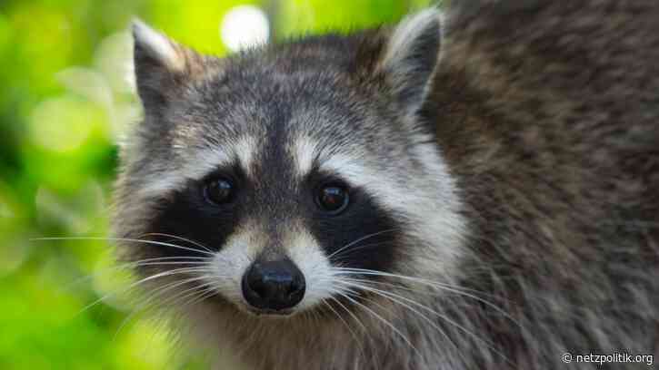 Wochenrückblick KW13: Über gescheiterte Staatstrojaner-Hersteller und die Gefahren von Interoperabilität